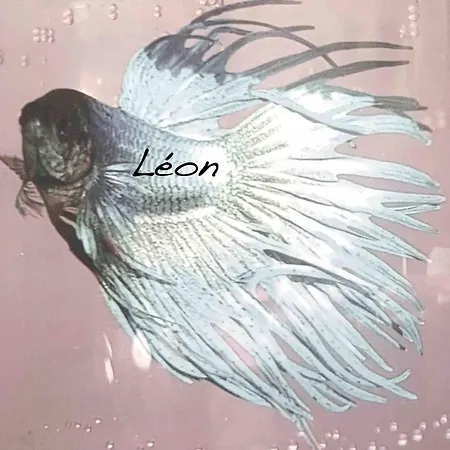 Leon